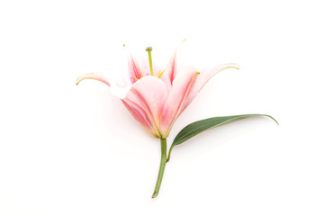  lilly flower on white background