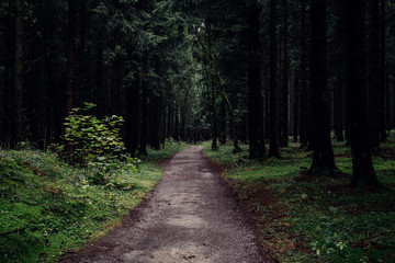 Fototapeta na wymiar Ein Wanderpfad führt durch einen dunklen Wald