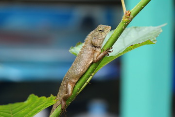Chameleon on a tree with the nature