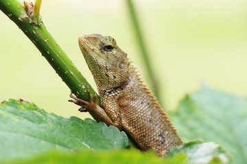 Chameleon on a tree with the nature