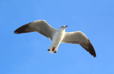 Seagull flying in the blue sky.