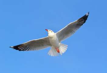 Seagull flying in the blue sky.