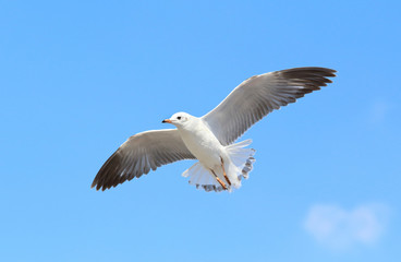 Seagull flying in the blue sky.