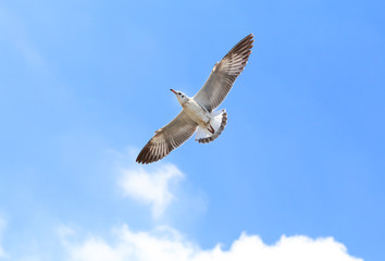 Seagull flying in the blue sky.