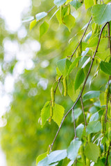 Close up of a birch branch with nice boke. Spring background.