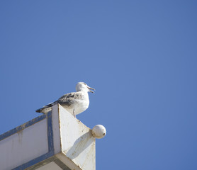 A seagul sitting on the cross in Almunecar, Spain                               