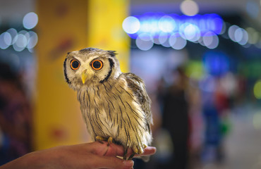 A lovely owl stands on the hands of a man with a bokeh background.