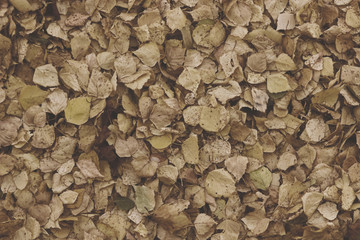 Colorful and bright background made of fallen autumn leaves