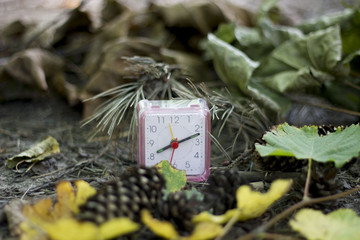 closeup of an alarm clock adjusting , surrounded by dry leaves and pine cones