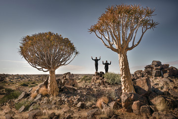 Quiver Trees