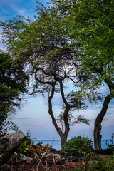 Coastal Tree