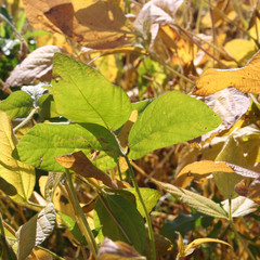 Piante di soia nel campo in autunno