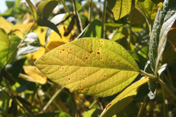 Piante di soia nel campo in autunno