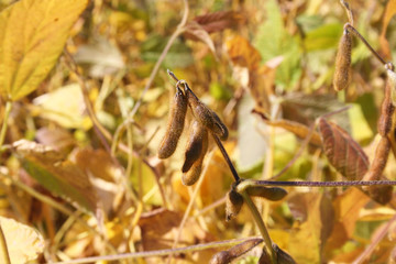 Piante di soia nel campo in autunno