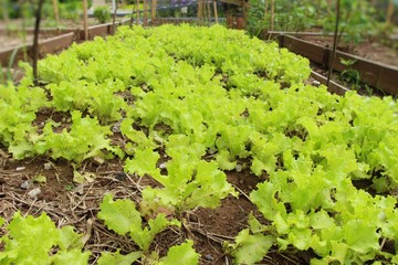 Fresh lettuce for health in the garden