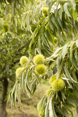 木になっているクリの実