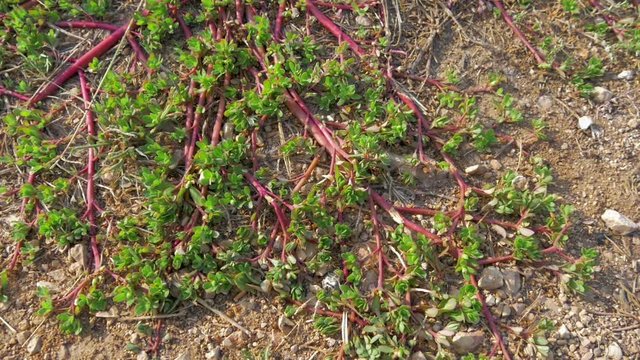 Ants crowling through red colored Purslane plant with green leaves. Shot in slow-motion hd