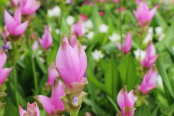 Beautiful pink siam tulips with the nature