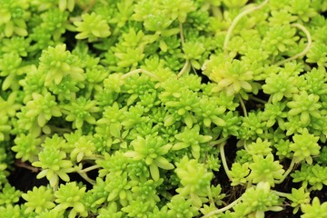 Green leaf in the garden with nature