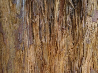 Textura de casca rústica de árvore antiga, textura