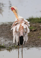 Nimmersatt_Storch_Mycteria ibis_Yellow-billed stork_tantale africain