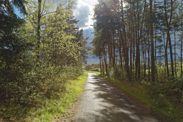 Silence before the storm in the forest