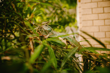 European Green Lizard sits in the grass