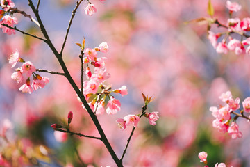 Fototapeta na wymiar Wild Himalayan Cherry with blue sky and cloud background. Thai sakura blooming during winter in Thailand