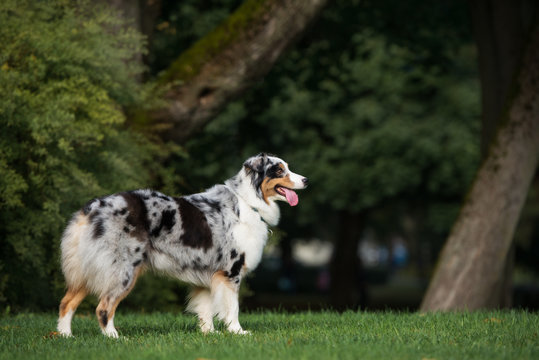 australian shepherd dog standing in the park