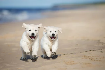 Poster two happy puppies running on the beach © otsphoto