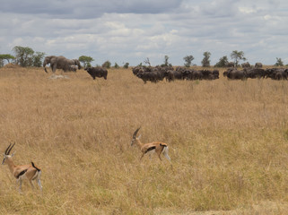 Naklejka na ściany i meble Thompson's Gazelle feeling safety along the herds of Cap Buffalo and Elephants