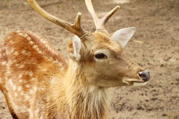 Deer in zoo