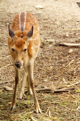 Deer in zoo