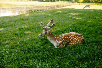 Sika deer lying on the grass