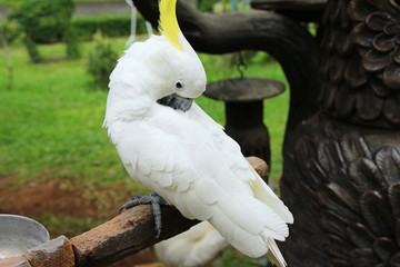 Macore bird parrot beautiful in the zoo