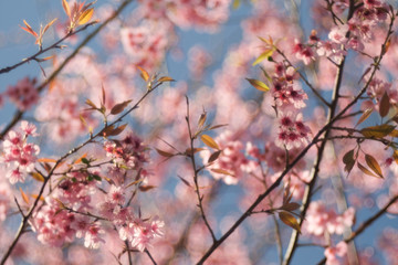 Wild Himalayan Cherry with blue sky and cloud background. Thai sakura blooming during winter in Thailand