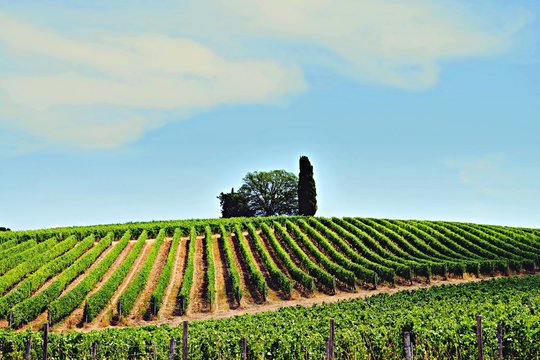 paesaggio di bellissimo vigneto a Canneto nel comune di Monteverdi Marittimo in Toscana, Italia