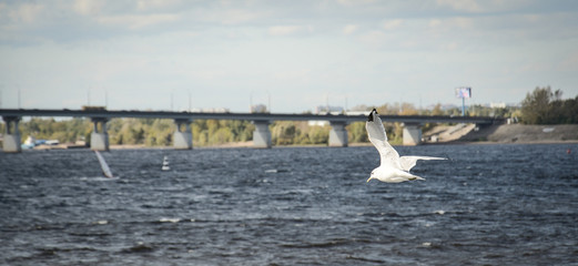 the seagull is flying over the river