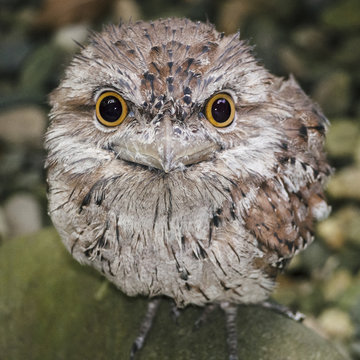 Young owl staring at YOU!