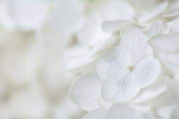 Fototapety  White flower background