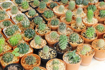 Fototapeta premium Beautiful small the cactus in the pot