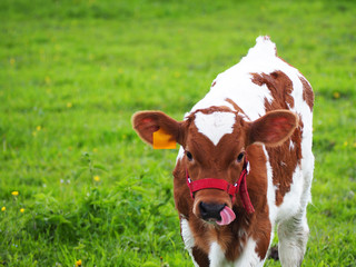 The calf shows the tongue. A young bullock of Ayrshire breed on a green meadow. Red and white spotted thoroughbred chipped calf on pasture. Tongue in the nose