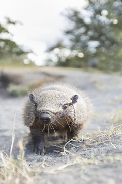 Portrait of Andean hairy armadillo in the wild