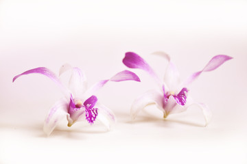 Blurred close up soft color orchid flower for background