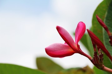 Obraz premium Plumeria flower with beautiful in the nature