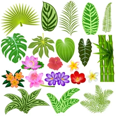 Rolgordijnen Illustratie van een reeks tropische bladeren en bloemen op een witte achtergrond © Olga Naidenova