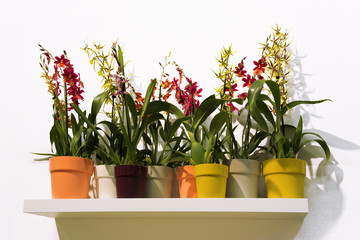 Orchideen und Lilien, Krötenlilien