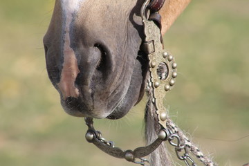 Horse and bridle