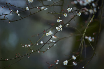 cherry blossom branch
