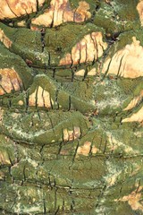 Palm blackground with the nature